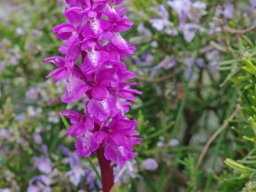 Orchis_olbiensis_Mendiga_haut